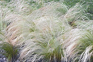 Mexican feathergrass photo