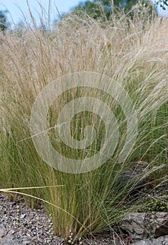 Mexican feathergrass, Nassella tenuissima, La Pampa, Argentina