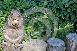 Mexican female gray squirrel standing on a tree trunk eating