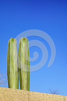 Mexican Fencepost Cacti above the Fence