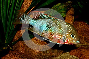 Mexican Fire Mouth (Thorichthys ellioti)