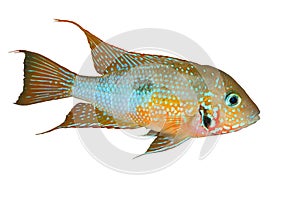 Mexican Fire Mouth Thorichthys ellioti