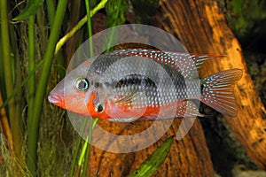 Mexican Fire Mouth Thorichthys meeki