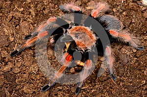 Mexican Fireleg tarantula(Brachypelma boehmei)