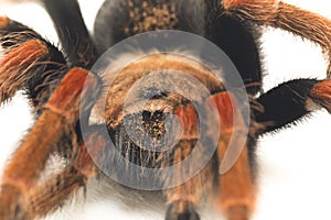 Mexican Fireleg Tarantula Brachypelma boehmei isolated on white