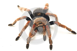 Mexican Fireleg Tarantula Brachypelma boehmei isolated on white