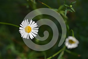 Mexican fleabane daisy