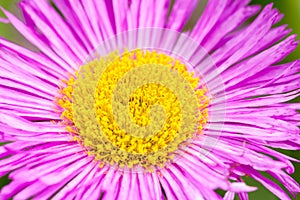 Mexican fleabane or Erigeron karvinskianus in flower. Pink with yellow heart in the daisy family