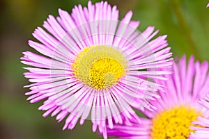 Mexican fleabane or Erigeron karvinskianus in flower. Pink with yellow heart in the daisy family Asteraceae