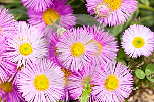 Mexican fleabane or Erigeron karvinskianus in flower. Pink with yellow heart in the daisy family Asteraceae