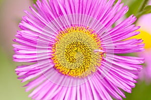 Mexican fleabane or Erigeron karvinskianus in flower. Pink with yellow heart in the daisy family Asteraceae