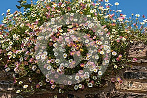 Mexican fleabane erigeron karvinskianus flowers