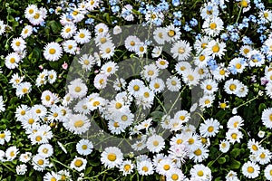 Mexican fleabane and forget-me-nots