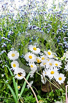 Mexican fleabane and forget-me-nots