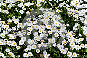 Mexican fleabane or Mexican Daisy