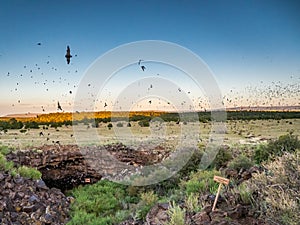 Mexican Free-Tailed Bats