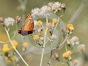 Mexican Fritillary on Yellow Flowers