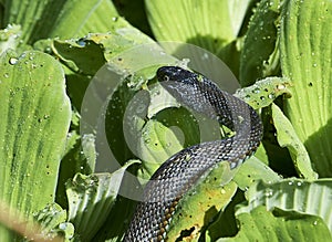 Mexican Gartersnake Thamnophis eques