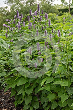 Mexican giant hyssop Agastache mexicana, lavender-blue flowering plant