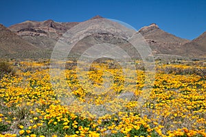 Mexican Gold Poppies photo