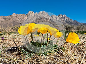 Mexican Gold Poppy Plant