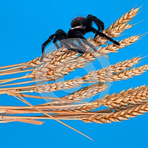 The Mexican Golden Red Rump Tarantula wait on a dry wheat.