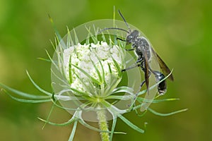 Mexican Grass-carrying Wasp - Isodontia mexicana