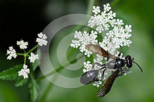 Mexican Grass-carrying Wasp - Isodontia mexicana