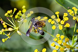 Mexican grass carrying wasp, Isodontia mexicana