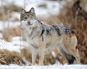 Mexican gray wolf (Canis lupus baileyi)