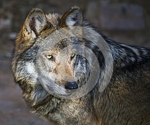 Mexican gray wolf Canis lupus baileyi