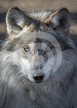 Mexican gray wolf closeup portrait