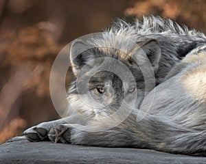 Mexican gray wolf closeup portrait