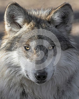 Mexican gray wolf closeup portrait