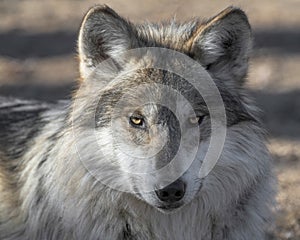 Mexican gray wolf closeup portrait photo