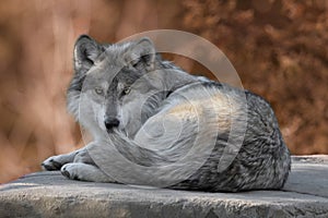 Mexican gray wolf full body portrait