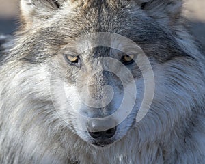 Mexican gray wolf portrait