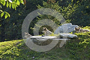 Mexican Gray Wolves   803691