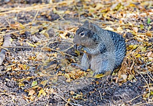 Mexican grey squirrel