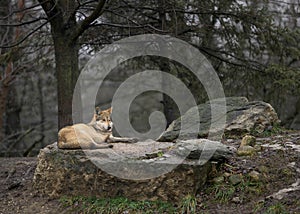 Mexican Grey Wolf relaxing in the forest