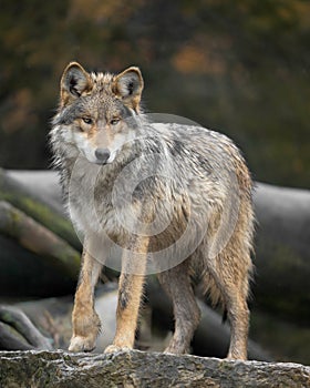 Mexican Grey Wolf standing on rock