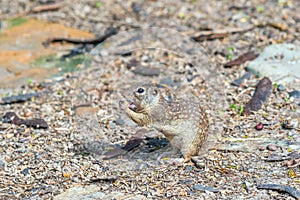 Mexican Ground Squirrel.Santa Ana National Wildlife Refuge.South Texas.USA