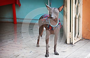 Messicano nudo il cane 