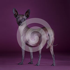 Mexican hairless dog