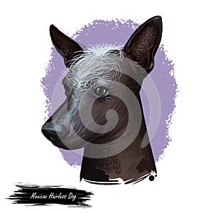 Mexican hairless dog, breed xoloitzcuintli, digital art illustration. Xoloitzcuintli xolo pet purebred of standard size