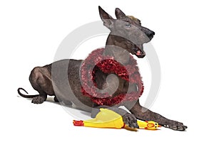 Mexican Hairless dog in the Christmas tinsel, xoloitzcuintli, lies and yawn gape on a isolated white background, holding a yello photo