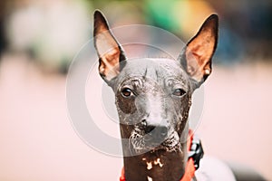 Mexican Hairless Dog Close Up Portrait. Xoloitzcuintli Or Xolo For Short, Is A Hairless Breed Of Dog