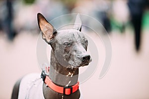 Mexican Hairless Dog In Outfit Playing In City Park. The Xoloitzcuintli