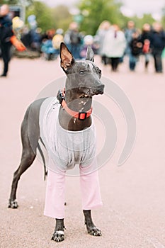 Mexican Hairless Dog In Outfit Playing In City Park. The Xoloitzcuintli