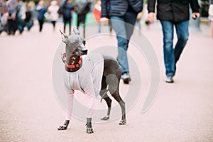 Mexican Hairless Dog In Outfit Playing In City Park. The Xoloitzcuintli Or Xolo For Short